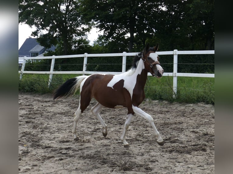 Weitere Warmblüter Stute 1 Jahr 166 cm Schecke in Borgentreich