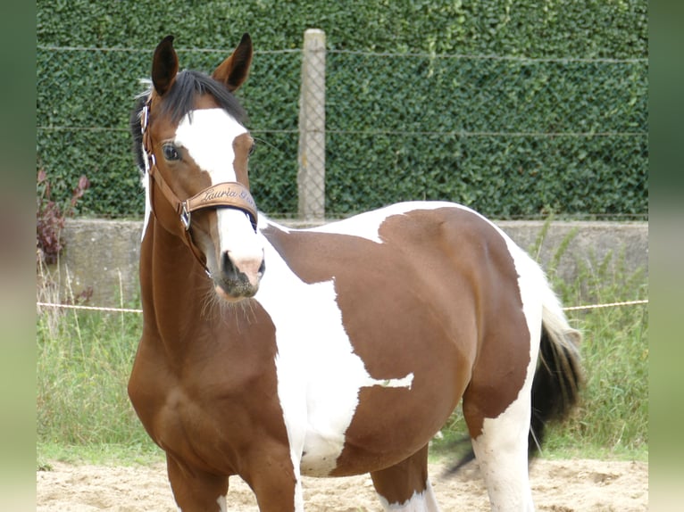 Weitere Warmblüter Stute 1 Jahr 166 cm Schecke in Borgentreich
