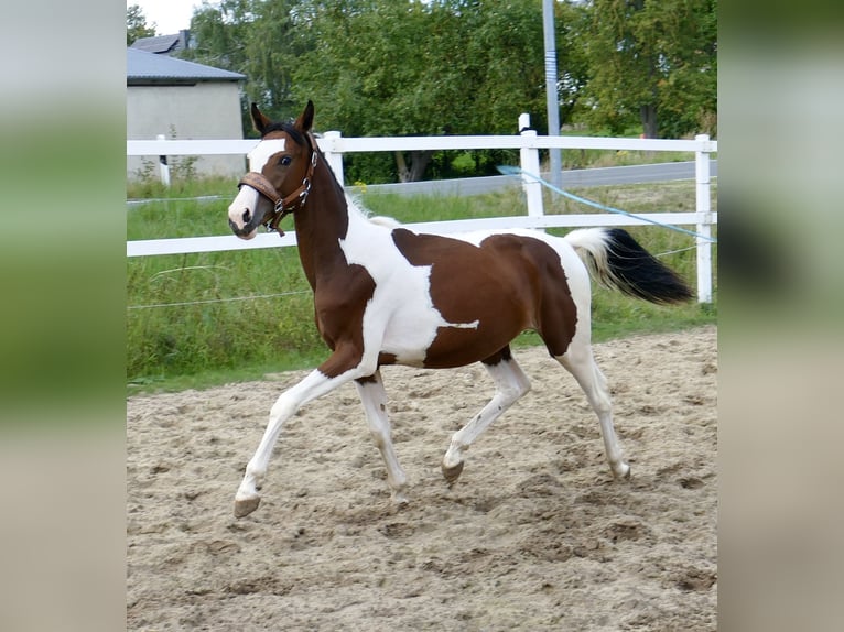 Weitere Warmblüter Stute 1 Jahr 166 cm Schecke in Borgentreich
