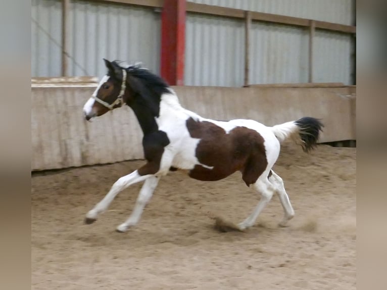 Weitere Warmblüter Stute 1 Jahr 167 cm Schecke in Borgentreich