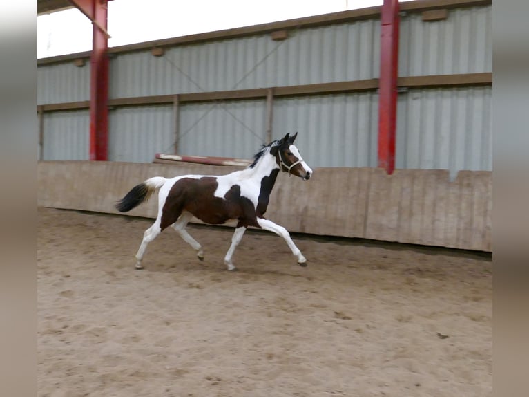 Weitere Warmblüter Stute 1 Jahr 167 cm Schecke in Borgentreich