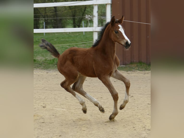 Weitere Warmblüter Stute 1 Jahr 168 cm Brauner in Borgentreich
