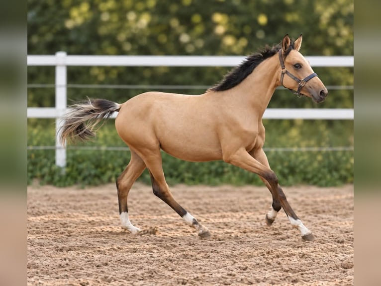 Weitere Warmblüter Stute 1 Jahr 168 cm Buckskin in Borgentreich