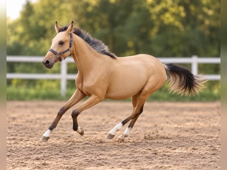 Weitere Warmblüter Stute 1 Jahr 168 cm Buckskin in Borgentreich