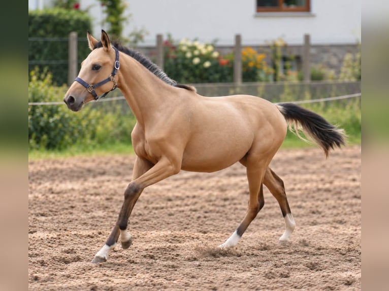 Weitere Warmblüter Stute 1 Jahr 168 cm Buckskin in Borgentreich