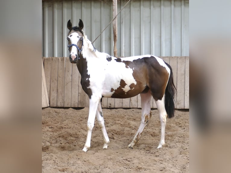 Weitere Warmblüter Stute 1 Jahr 168 cm Schecke in Borgentreich