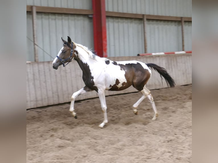 Weitere Warmblüter Stute 1 Jahr 168 cm Schecke in Borgentreich