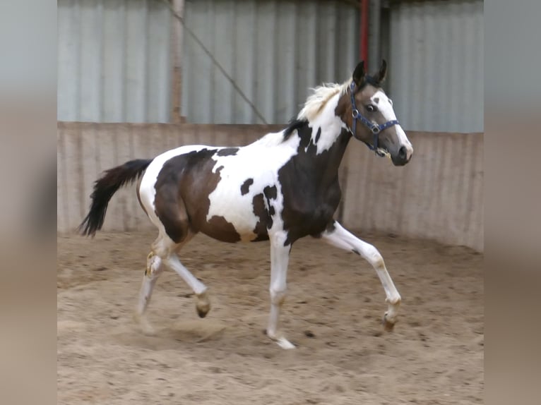 Weitere Warmblüter Stute 1 Jahr 168 cm Schecke in Borgentreich