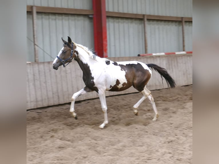 Weitere Warmblüter Stute 1 Jahr 168 cm Schecke in Borgentreich