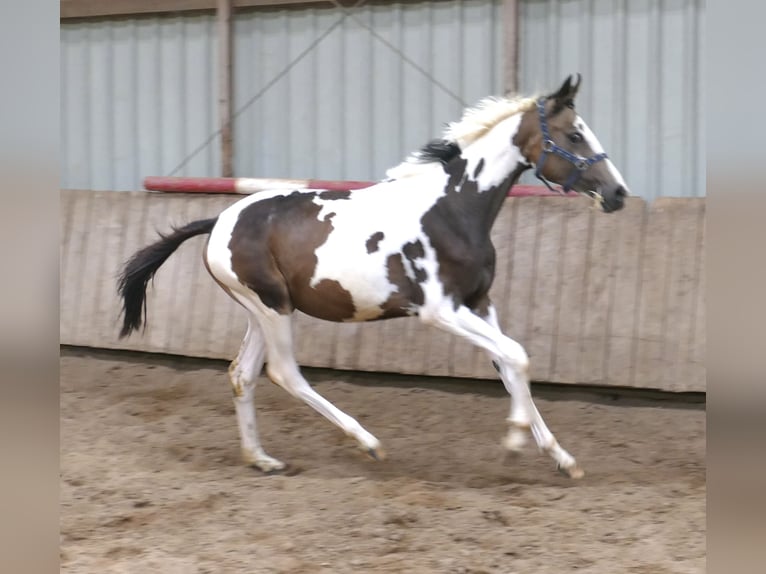 Weitere Warmblüter Stute 1 Jahr 168 cm Schecke in Borgentreich