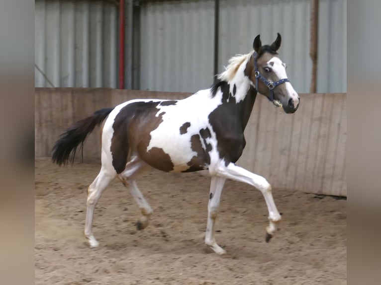 Weitere Warmblüter Stute 1 Jahr 168 cm Schecke in Borgentreich