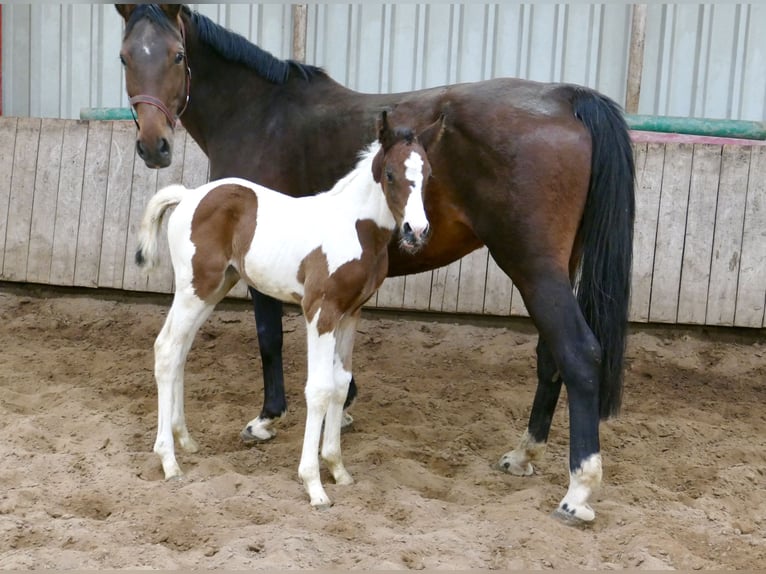 Weitere Warmblüter Stute 1 Jahr 168 cm Schecke in Borgentreich