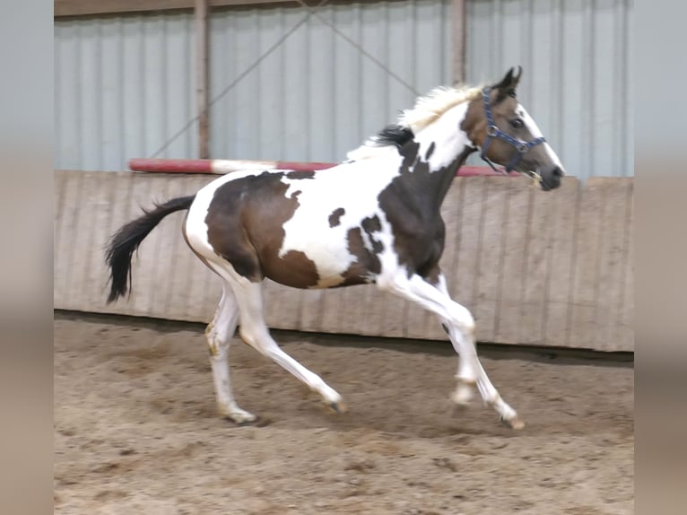 Weitere Warmblüter Stute 1 Jahr 168 cm Schecke in Borgentreich