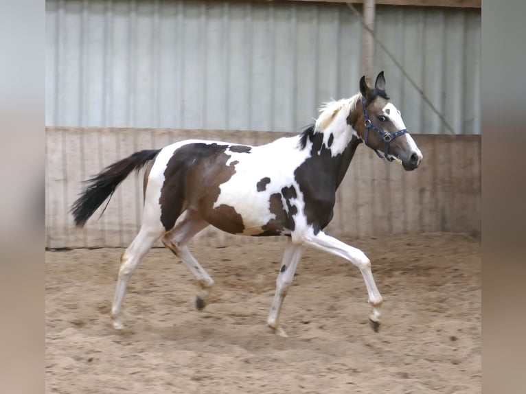 Weitere Warmblüter Stute 1 Jahr 168 cm Schecke in Borgentreich