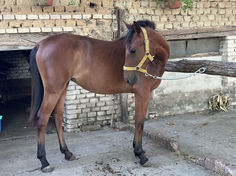 Weitere Warmblüter Mix Stute 1 Jahr 170 cm Rotbrauner in Kiskunhalas