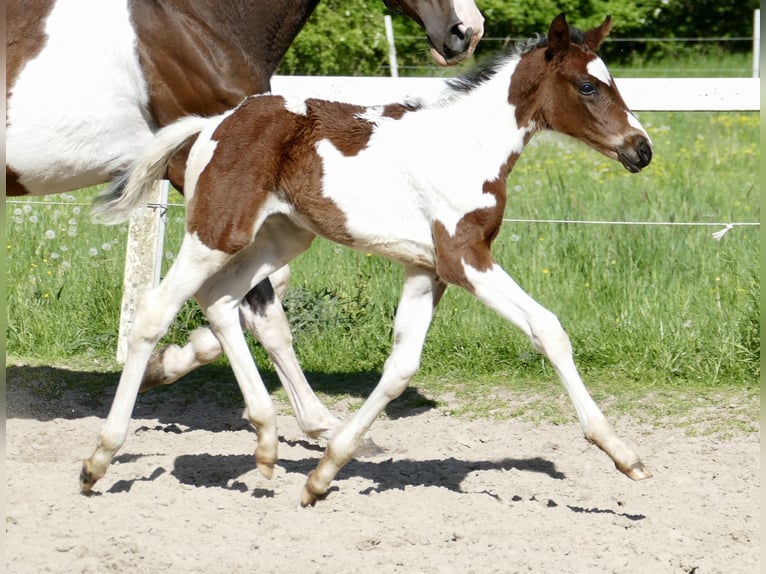 Weitere Warmblüter Stute 1 Jahr 170 cm Schecke in Borgentreich