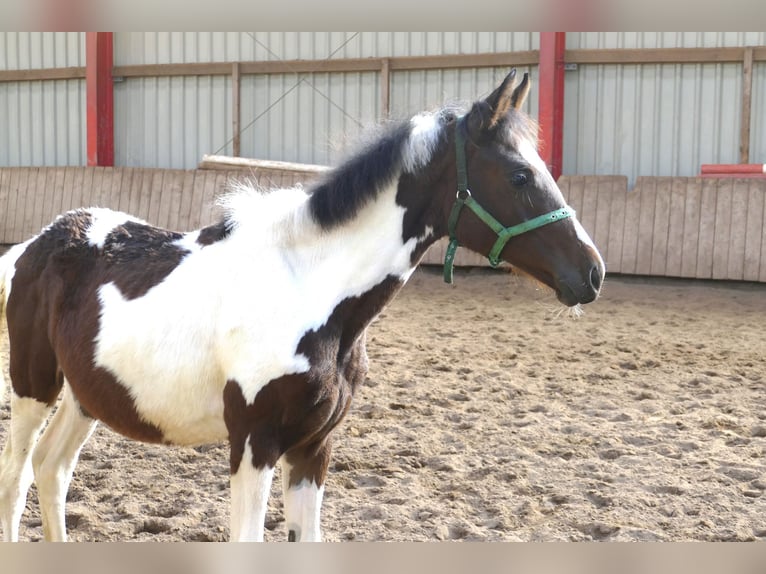 Weitere Warmblüter Stute 1 Jahr 170 cm Schecke in Borgentreich