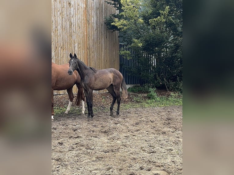 Weitere Warmblüter Stute 1 Jahr Dunkelbrauner in OeldeOelde
