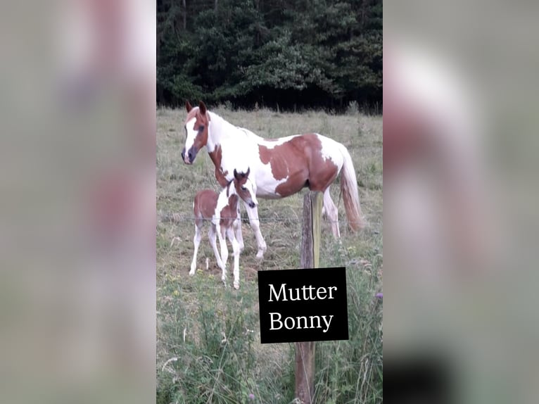 Weitere Warmblüter Mix Stute 1 Jahr Schecke in Niederpr&#xFC;m