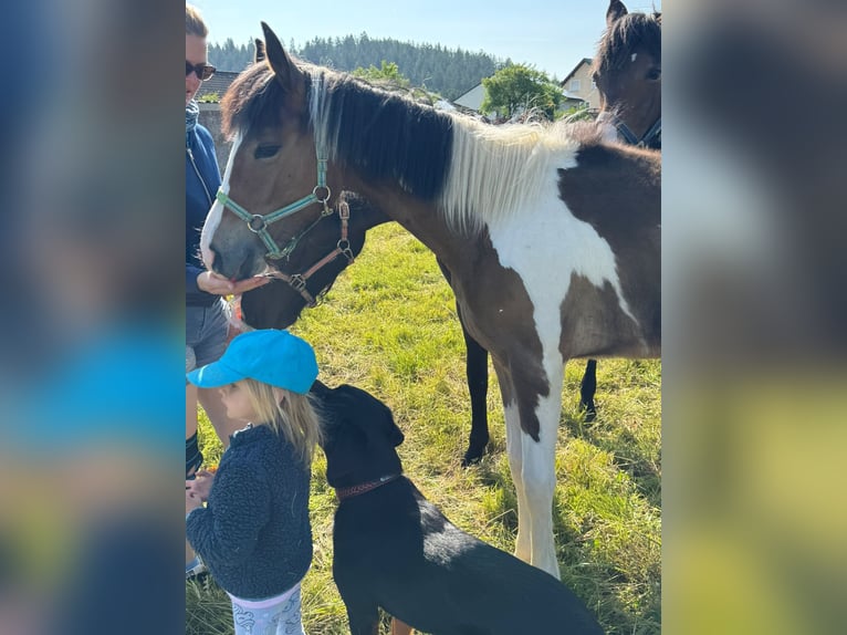 Weitere Warmblüter Mix Stute 1 Jahr Schecke in Niederpr&#xFC;m