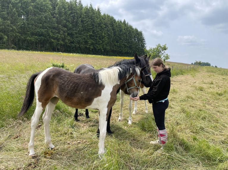 Weitere Warmblüter Mix Stute 1 Jahr Schecke in Niederpr&#xFC;m