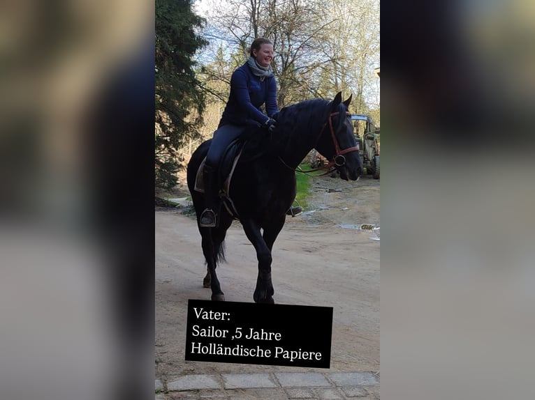 Weitere Warmblüter Mix Stute 1 Jahr Schecke in Niederpr&#xFC;m