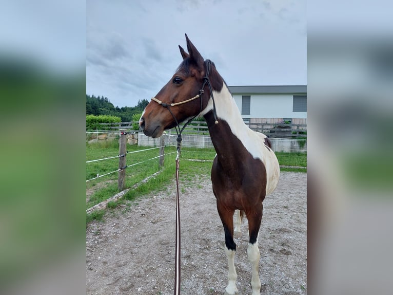 Weitere Warmblüter Mix Stute 20 Jahre 152 cm Schecke in Krexham