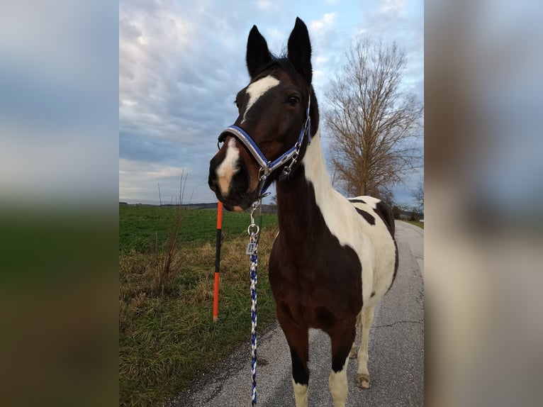 Weitere Warmblüter Mix Stute 20 Jahre 152 cm Schecke in Krexham
