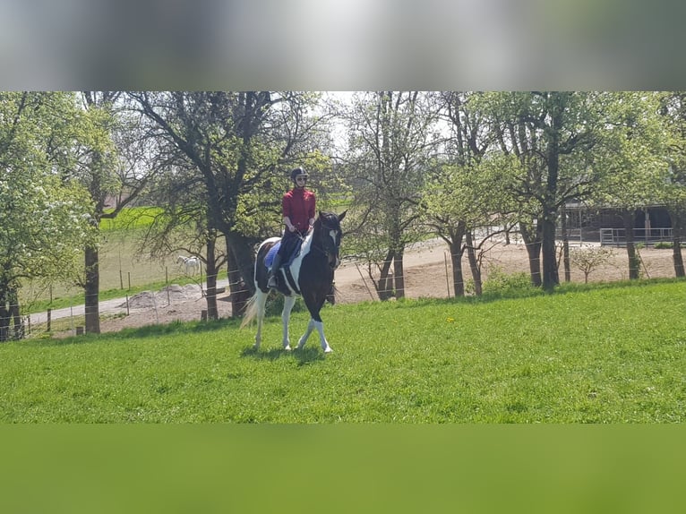 Weitere Warmblüter Mix Stute 20 Jahre 152 cm Schecke in Krexham