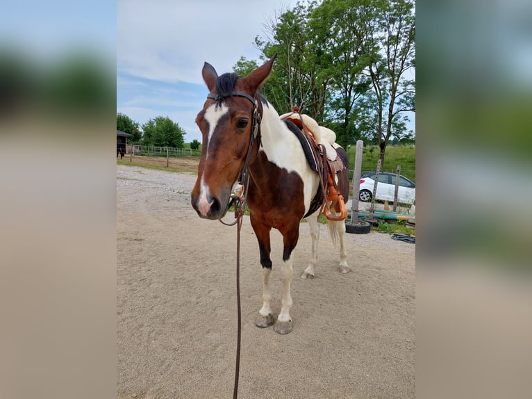 Weitere Warmblüter Mix Stute 20 Jahre 152 cm Schecke in Krexham
