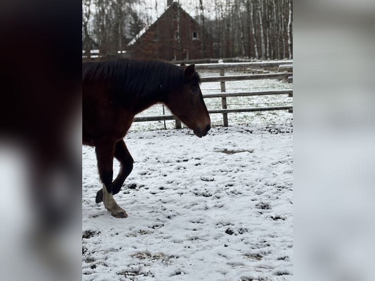 Weitere Warmblüter Mix Stute 20 Jahre 155 cm Brauner in LienenLienen