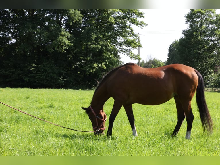 Weitere Warmblüter Mix Stute 20 Jahre 155 cm Brauner in LienenLienen