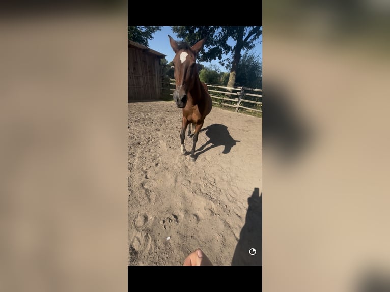 Weitere Warmblüter Mix Stute 20 Jahre 155 cm Brauner in LienenLienen