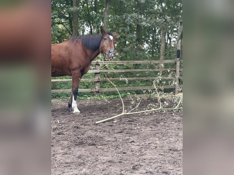 Weitere Warmblüter Mix Stute 20 Jahre 155 cm Brauner in LienenLienen