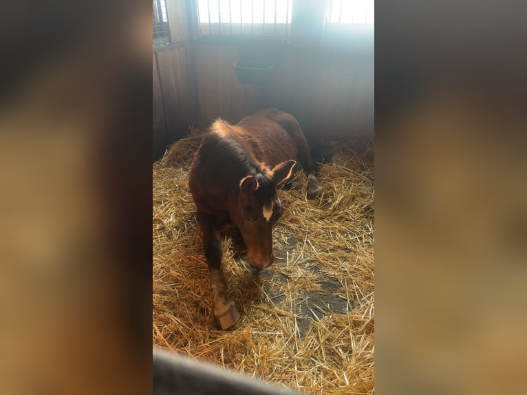Weitere Warmblüter Mix Stute 20 Jahre 155 cm Brauner in LienenLienen