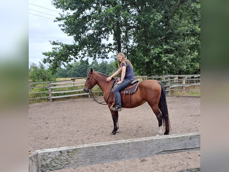 Weitere Warmblüter Mix Stute 20 Jahre 155 cm Brauner in LienenLienen