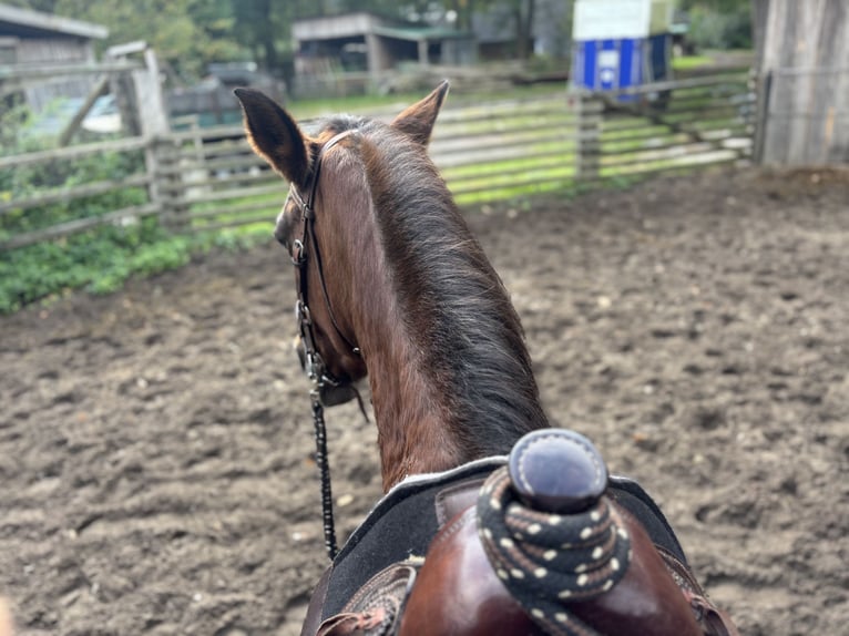 Weitere Warmblüter Mix Stute 20 Jahre 155 cm Brauner in LienenLienen