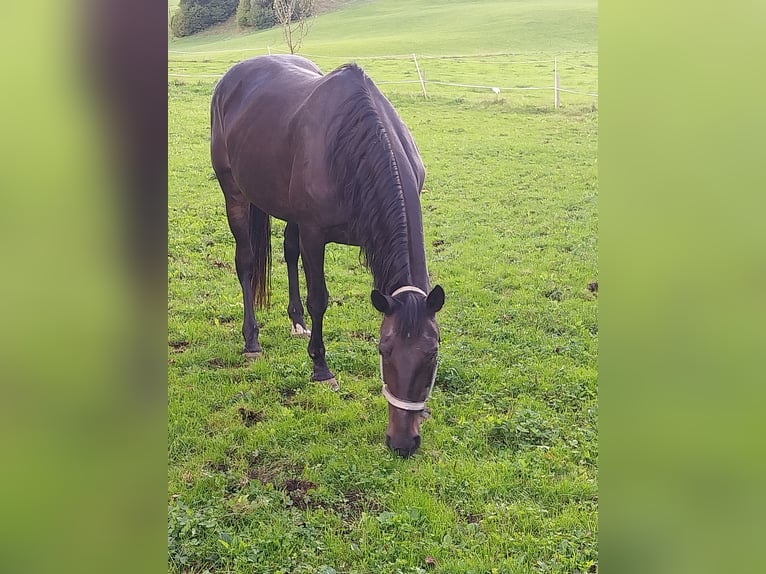 Weitere Warmblüter Stute 20 Jahre 157 cm Rappe in Molln
