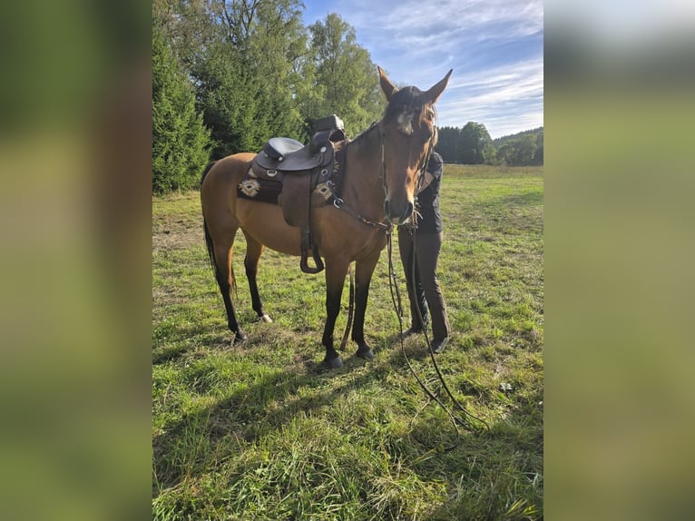 Weitere Warmblüter Mix Stute 20 Jahre 164 cm Brauner in Nonnweiler