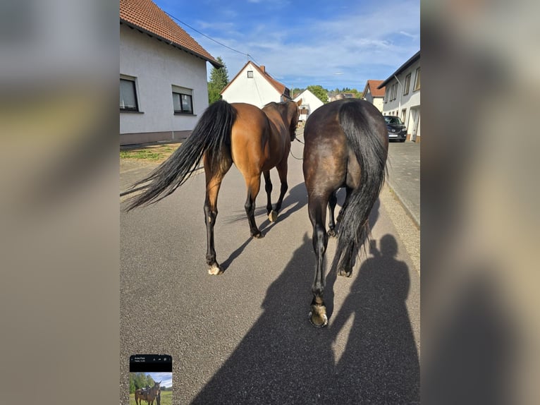Weitere Warmblüter Mix Stute 20 Jahre 164 cm Brauner in Nonnweiler