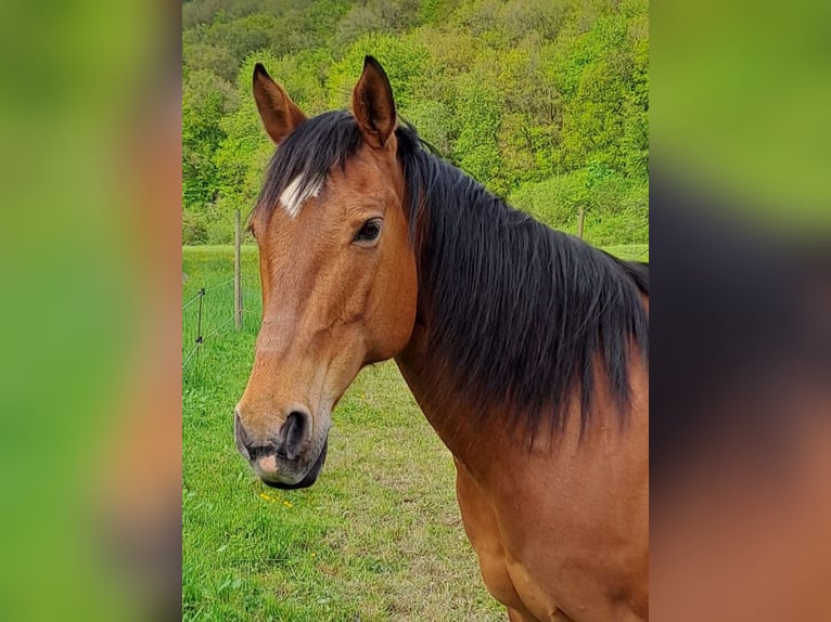 Weitere Warmblüter Mix Stute 20 Jahre 164 cm Brauner in Nonnweiler