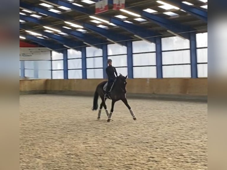 Weitere Warmblüter Stute 20 Jahre 168 cm Schwarzbrauner in Lindewitt