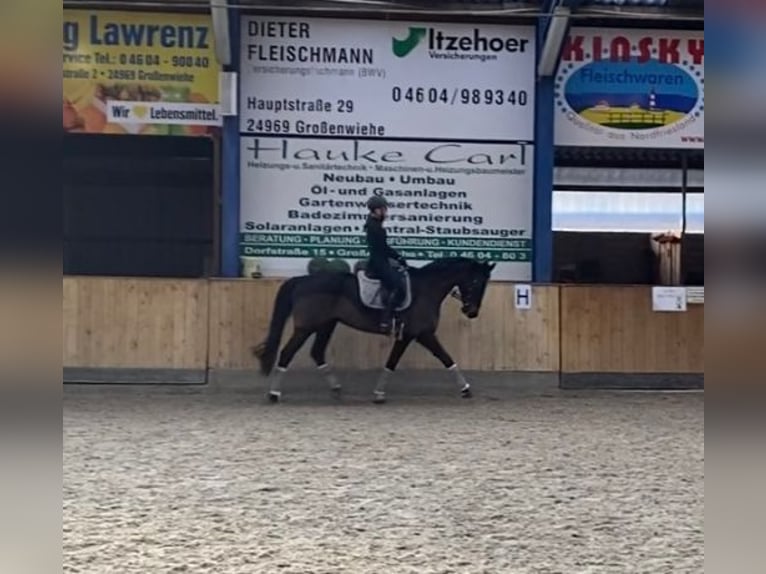 Weitere Warmblüter Stute 20 Jahre 168 cm Schwarzbrauner in Lindewitt