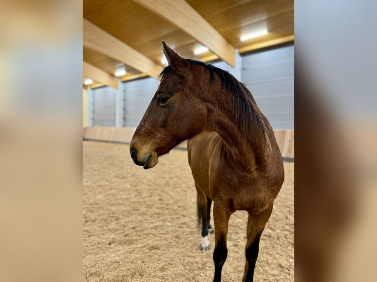 Weitere Warmblüter Stute 21 Jahre 158 cm Brauner in Poing
