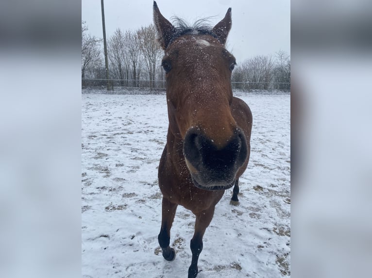 Weitere Warmblüter Stute 21 Jahre 158 cm Brauner in Poing