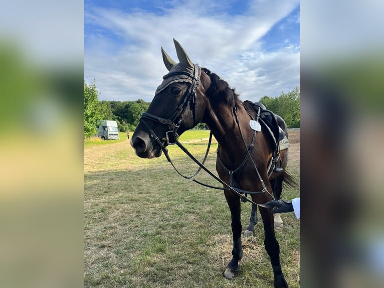 Weitere Warmblüter Stute 21 Jahre 163 cm Rappe in Grevenbroich