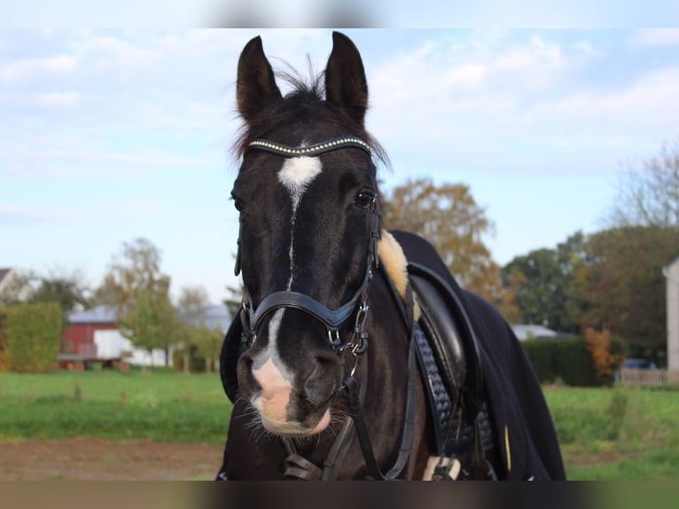 Weitere Warmblüter Stute 21 Jahre 163 cm Rappe in Grevenbroich