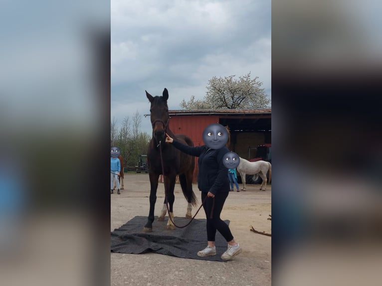 Weitere Warmblüter Stute 21 Jahre 171 cm Brauner in Nortorf
