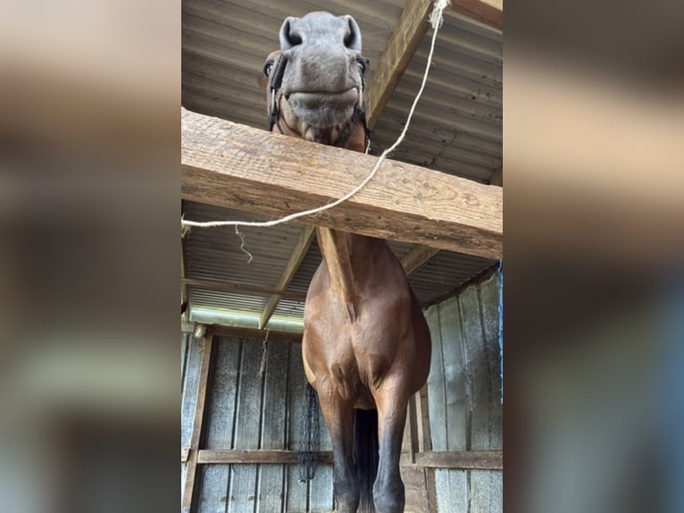 Weitere Warmblüter Stute 21 Jahre 171 cm Brauner in Nortorf