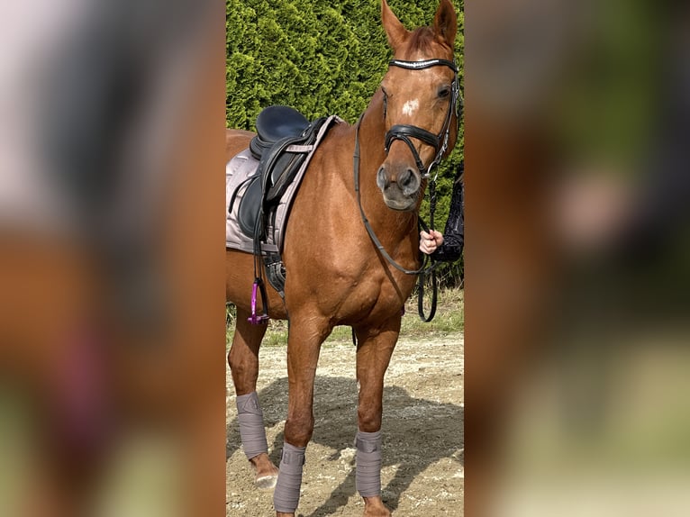 Weitere Warmblüter Stute 24 Jahre Fuchs in Gro&#xDF;gmain